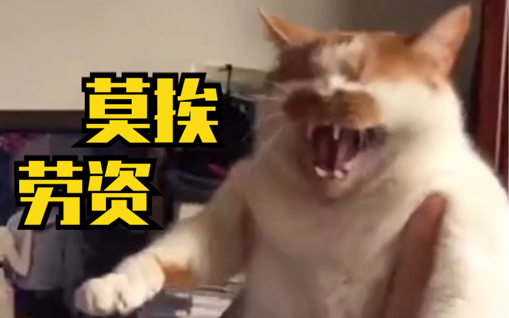 [图]猫界哥斯拉！你绝对没见过的，用生命拒绝亲亲的小猫咪