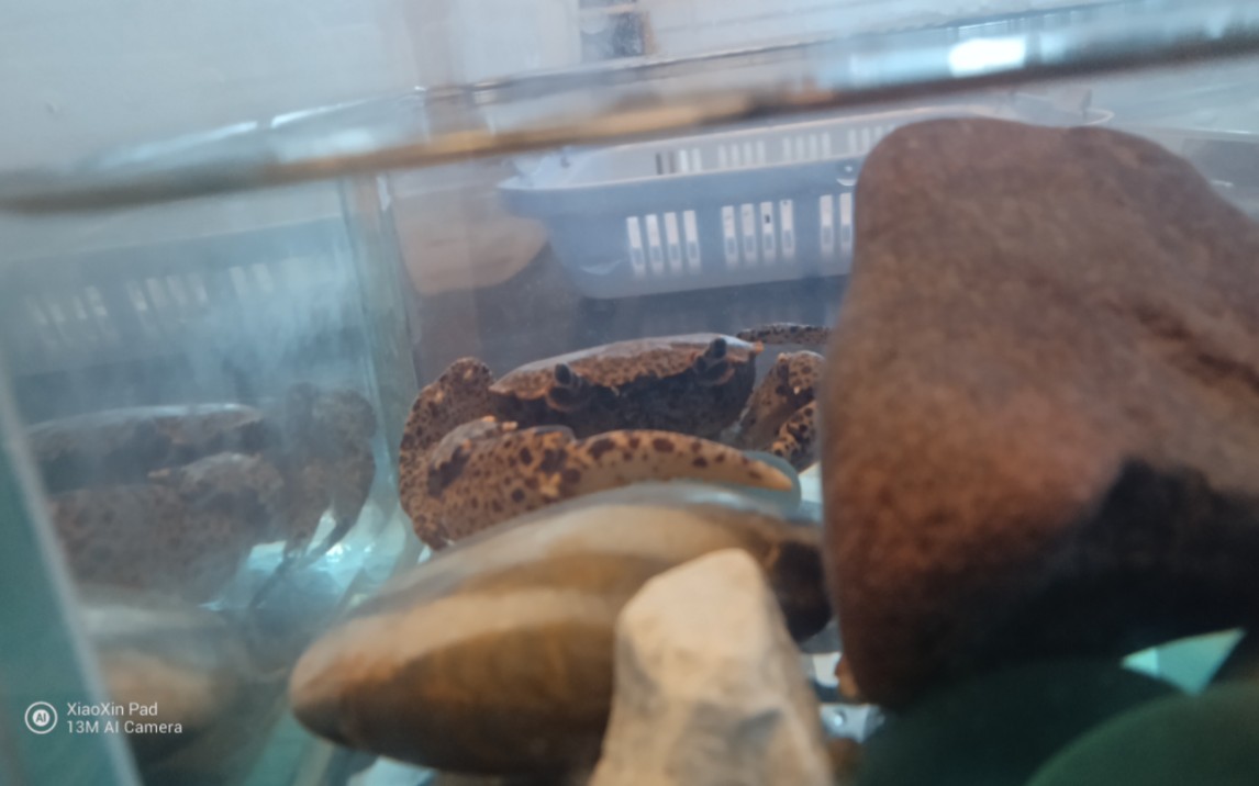 越南勾手溪蟹,镶嵌异掌溪蟹,蝶纹内陆溪蟹,中型仿相手蟹