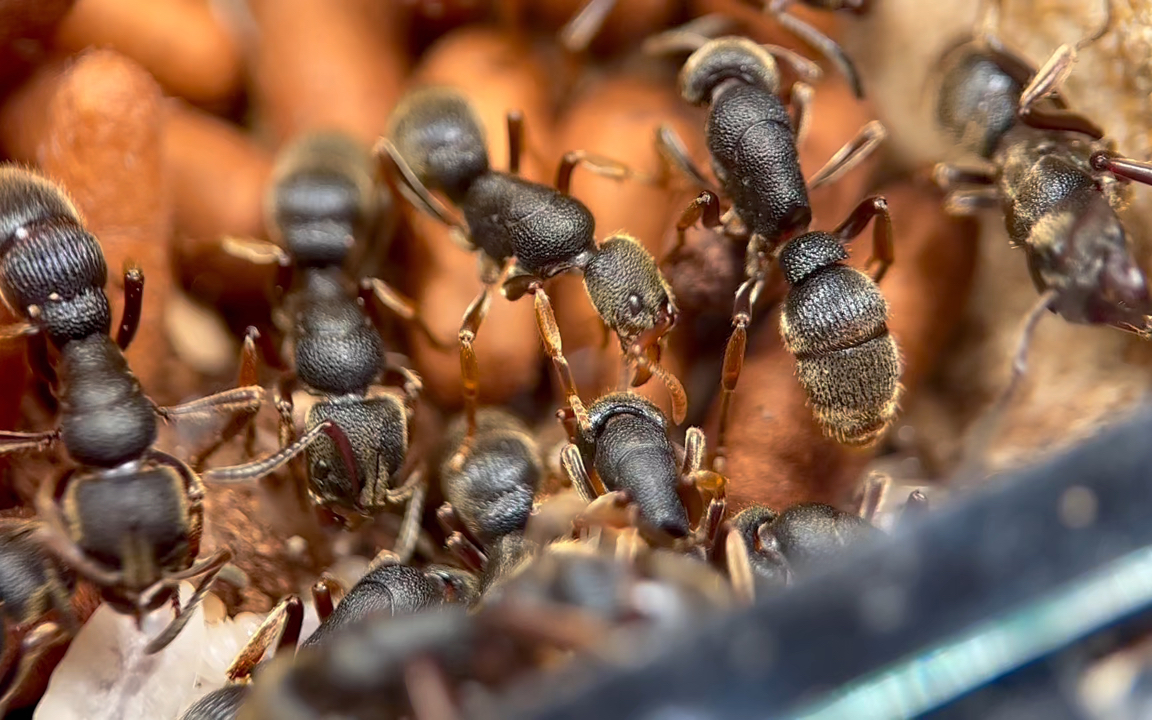 爆产中的红足穴猛蚁_哔哩哔哩_bilibili