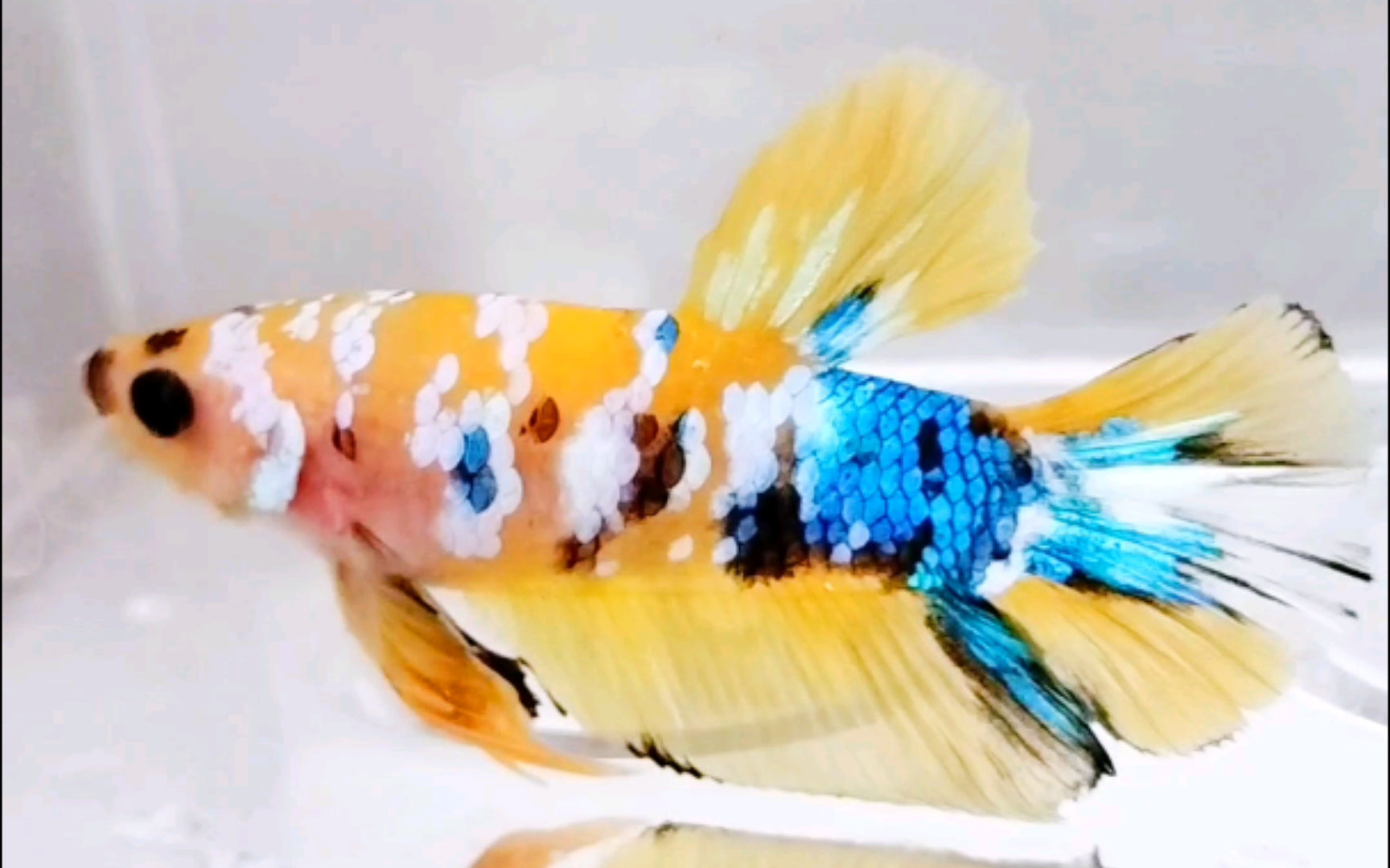 黄糖满天星将军斗鱼