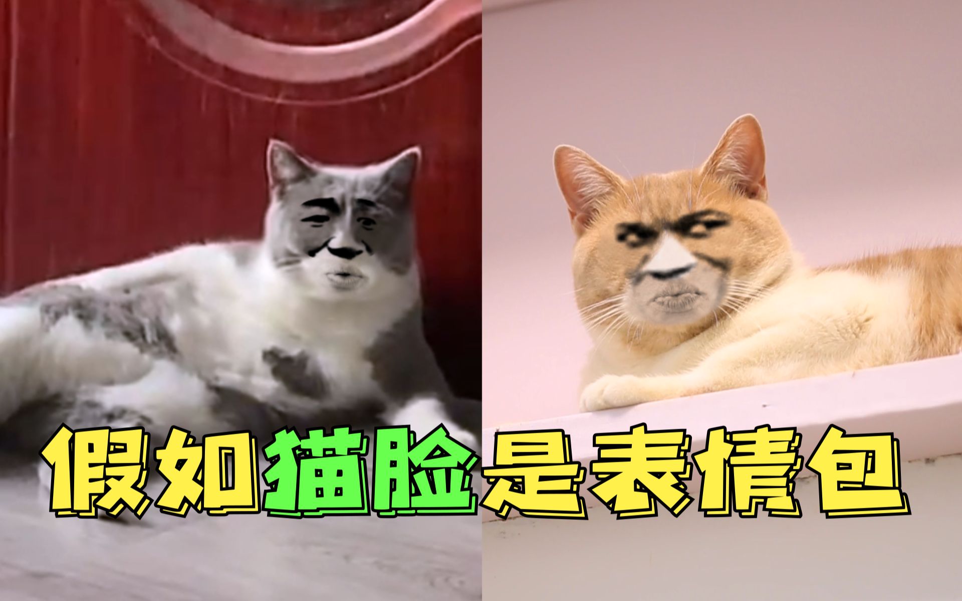 假如猫脸是表情包!这样的沙雕猫吸的动吗?哔哩哔哩bilibili