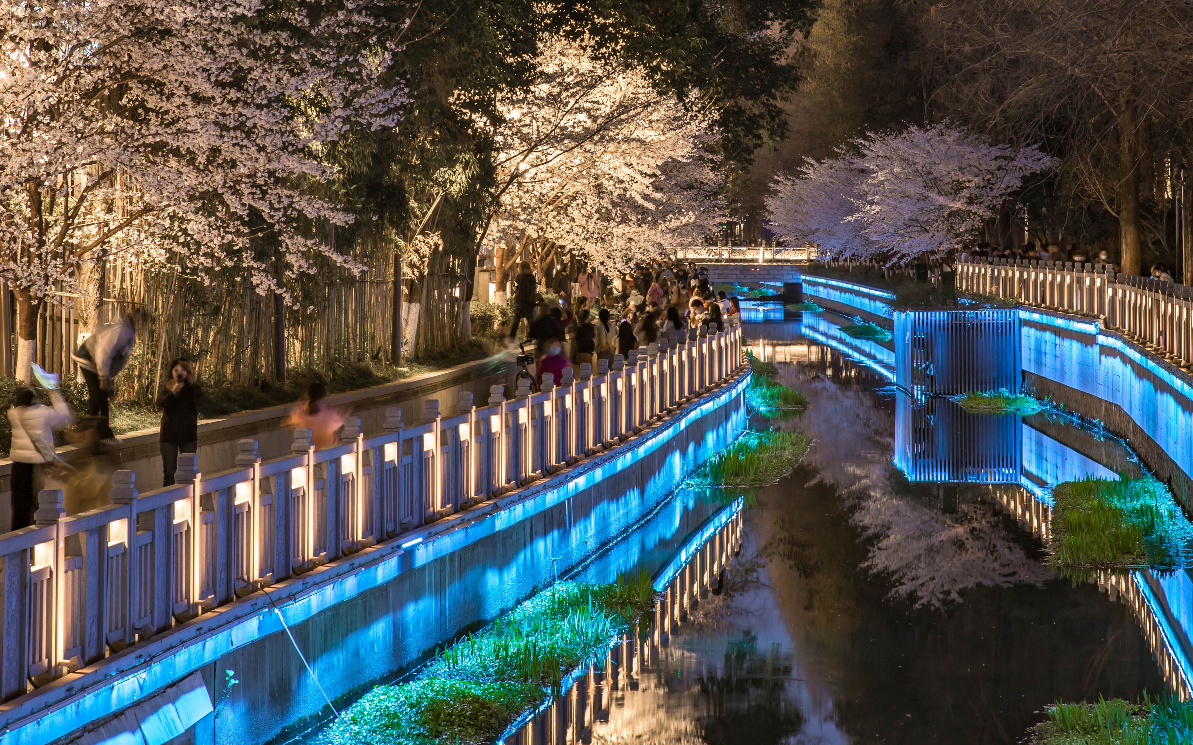 2023南京珍珠河早樱延时摄影