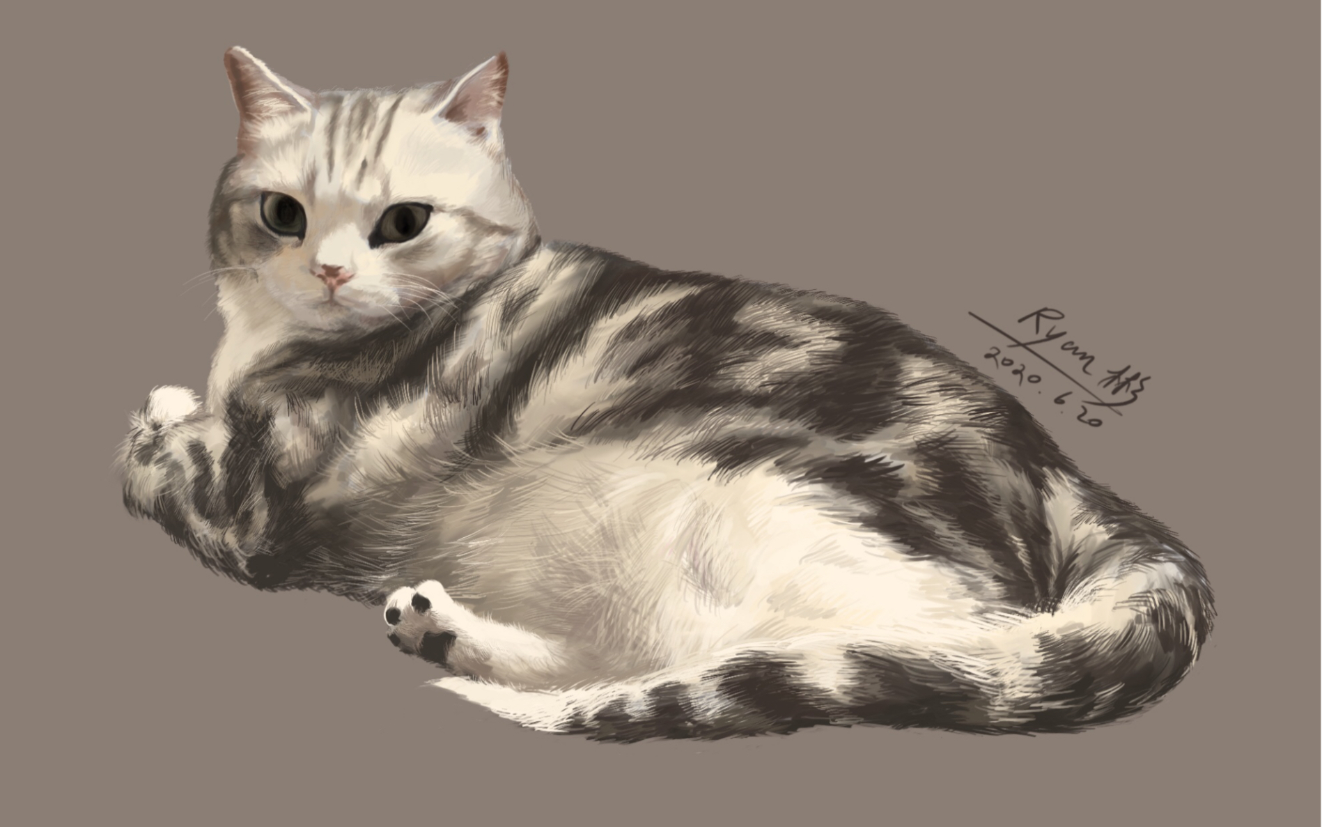 procreate板绘画一下我的小猫咪amy