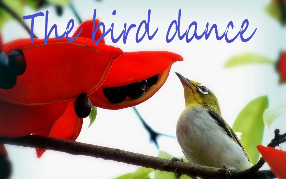 [图]The bird dance 鸟舞