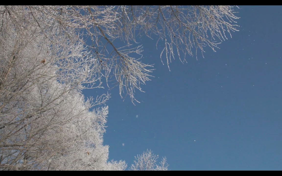 [图]视频素材 ▏h1270 冬天下雪雪景唯美空镜头超清特写冬季树叶上的雪花积雪雪花飘落冰雪奇缘儿童晚会公司你年会春晚晚会节目大屏幕舞台LED背景视频素材