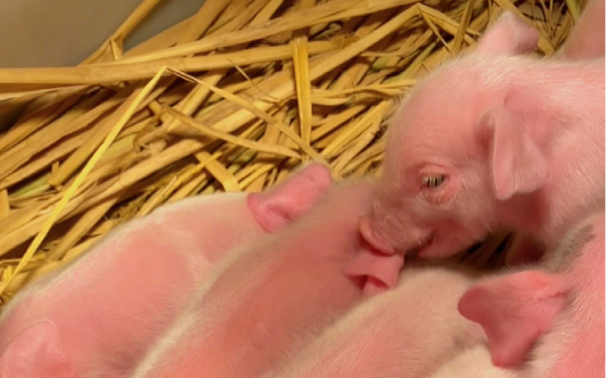 刚出生的小猪,粉嘟嘟的好可爱