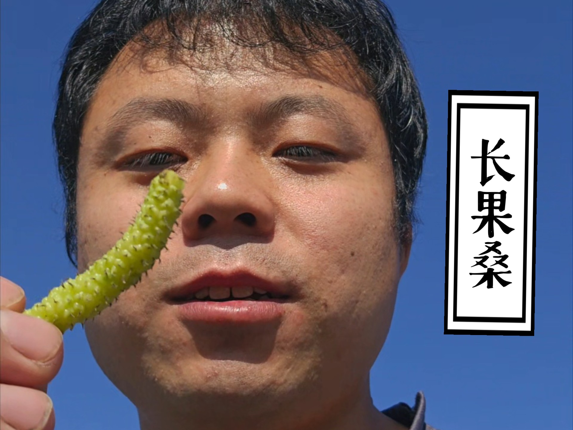 活久见！桑葚果子纯甜的，没有一点酸味？