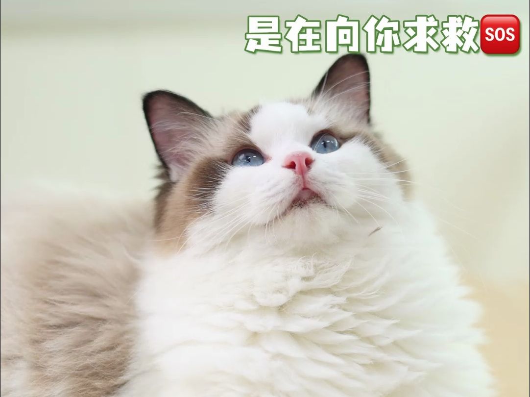 铲屎官听到猫咪这3种声音,别忽视了哔哩哔哩bilibili