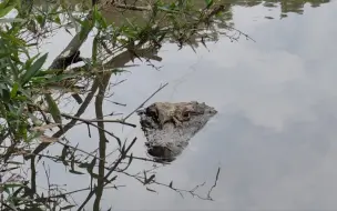 大张龙冬眠前来道别，明年再见了。——野生扬子鳄张龙守护者 护鳄世家