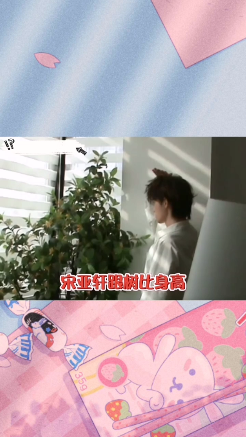 宋亚轩跟树比身高 #宋亚轩 精神状态领先我十年,在外从不内耗自己