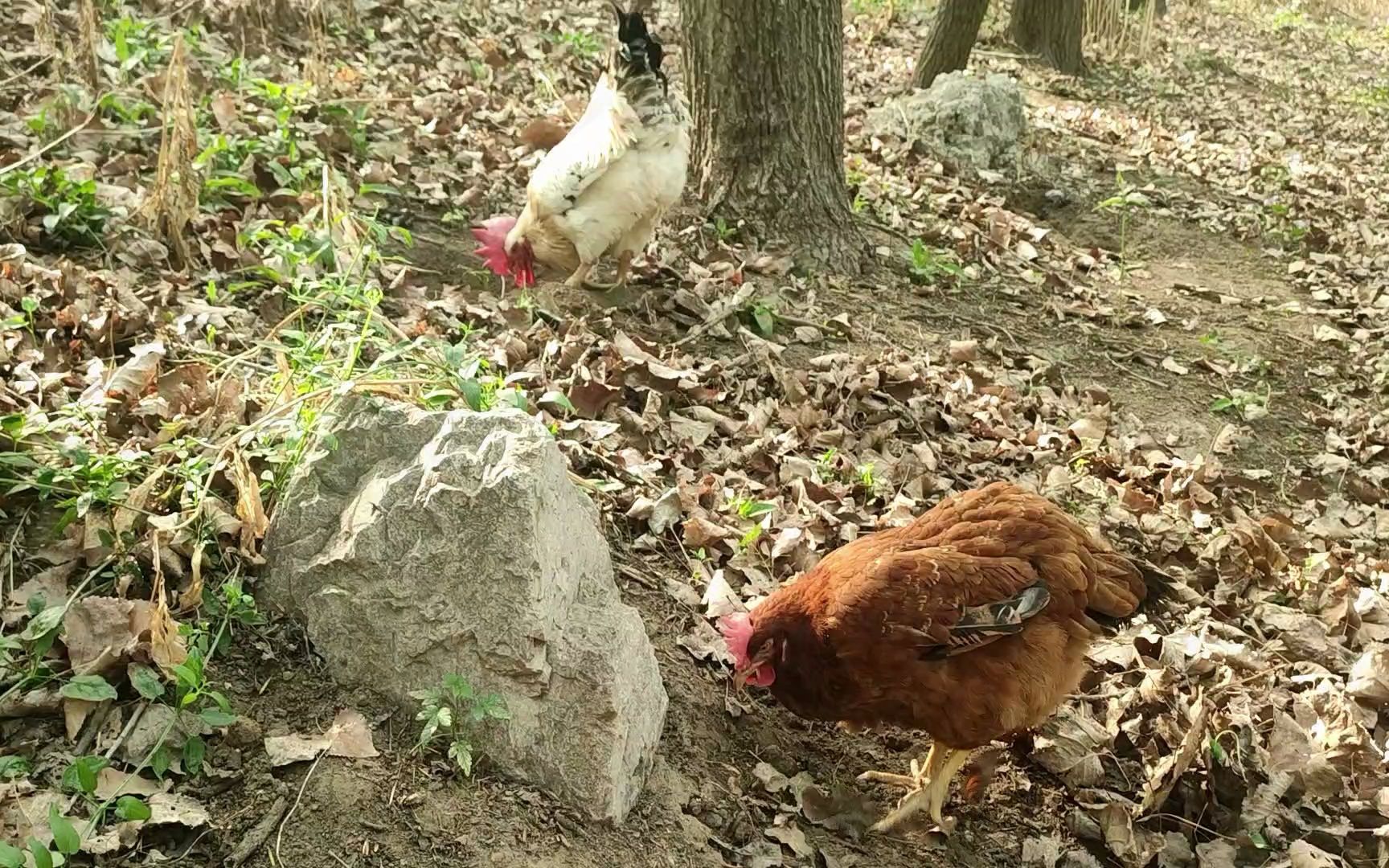 这只母鸡是肉肉的咖妃,可是它一点都配不上肉肉,太奇葩了哔哩哔哩bilibili