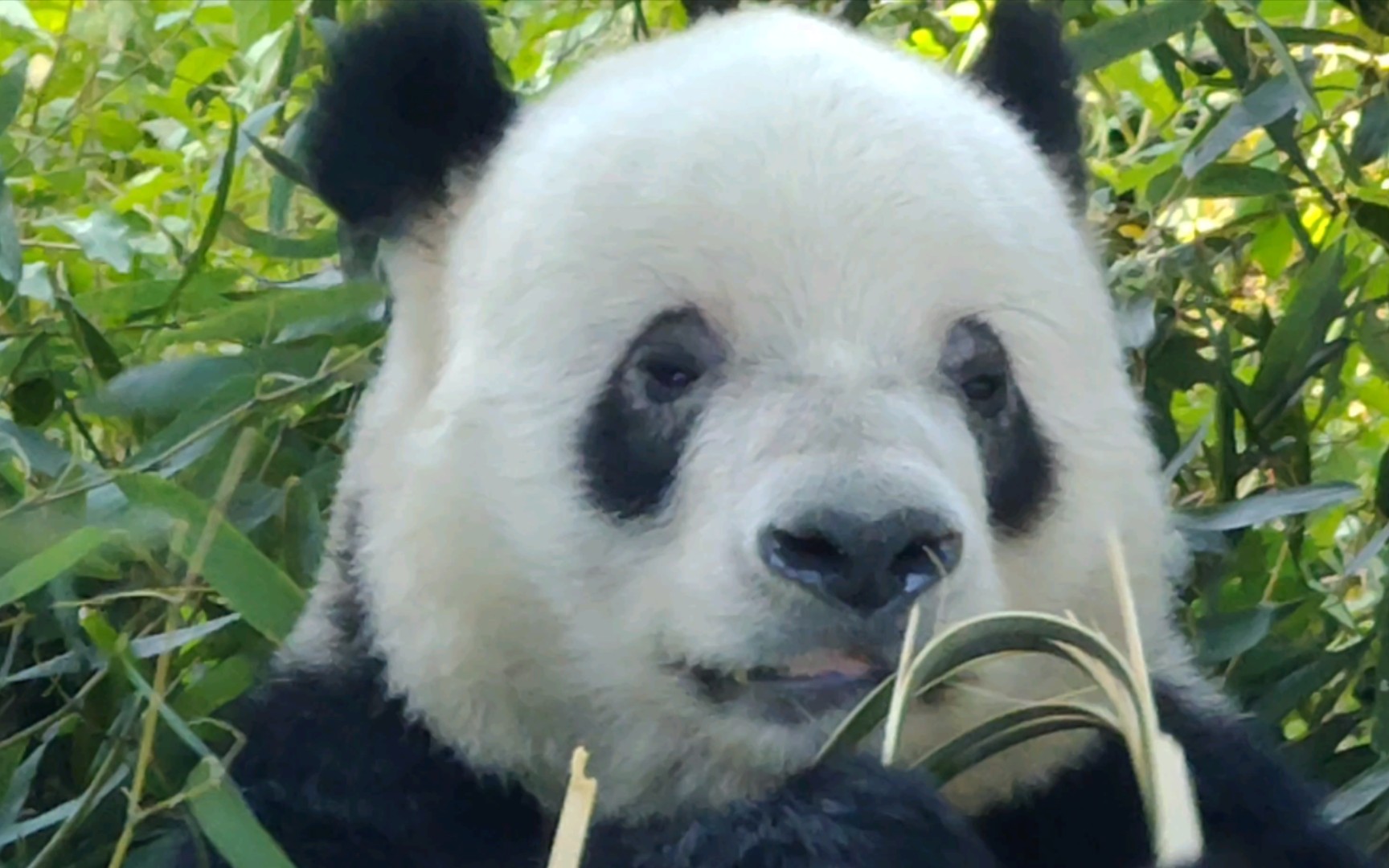 【大熊猫萌二】萌二早上出门也是乖乖吃竹竿20230602