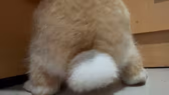 电动小兔达