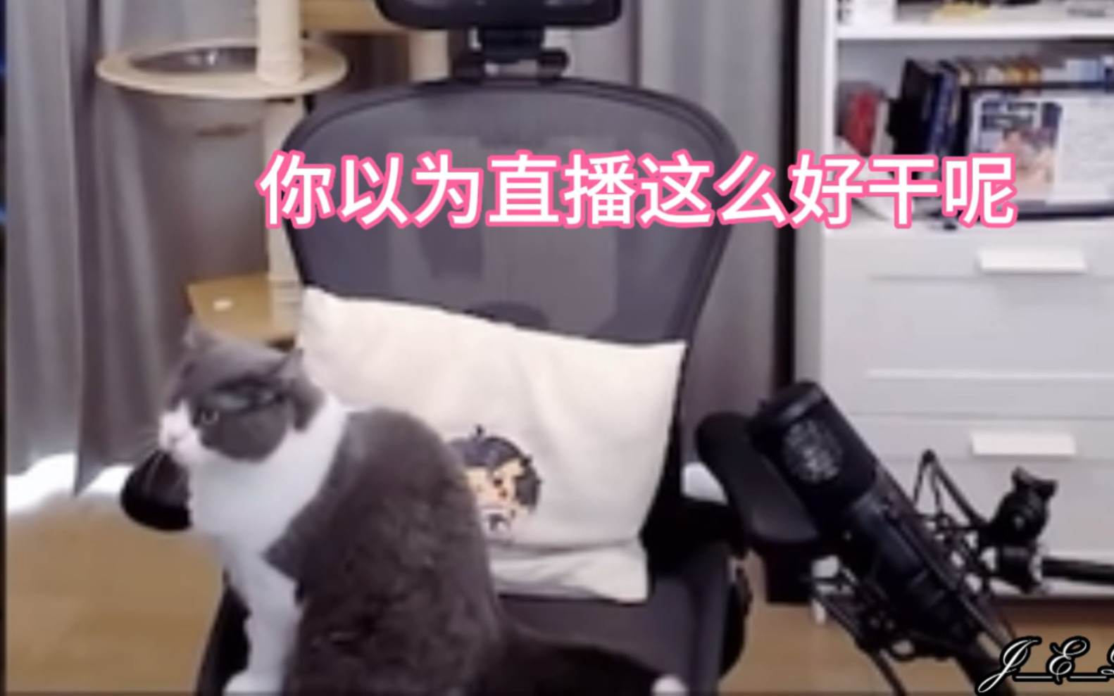 【文韬&汤猪猪】难得上线的猪咪主播和他的韬助理|无所谓 i汤会溺爱!哔哩哔哩bilibili