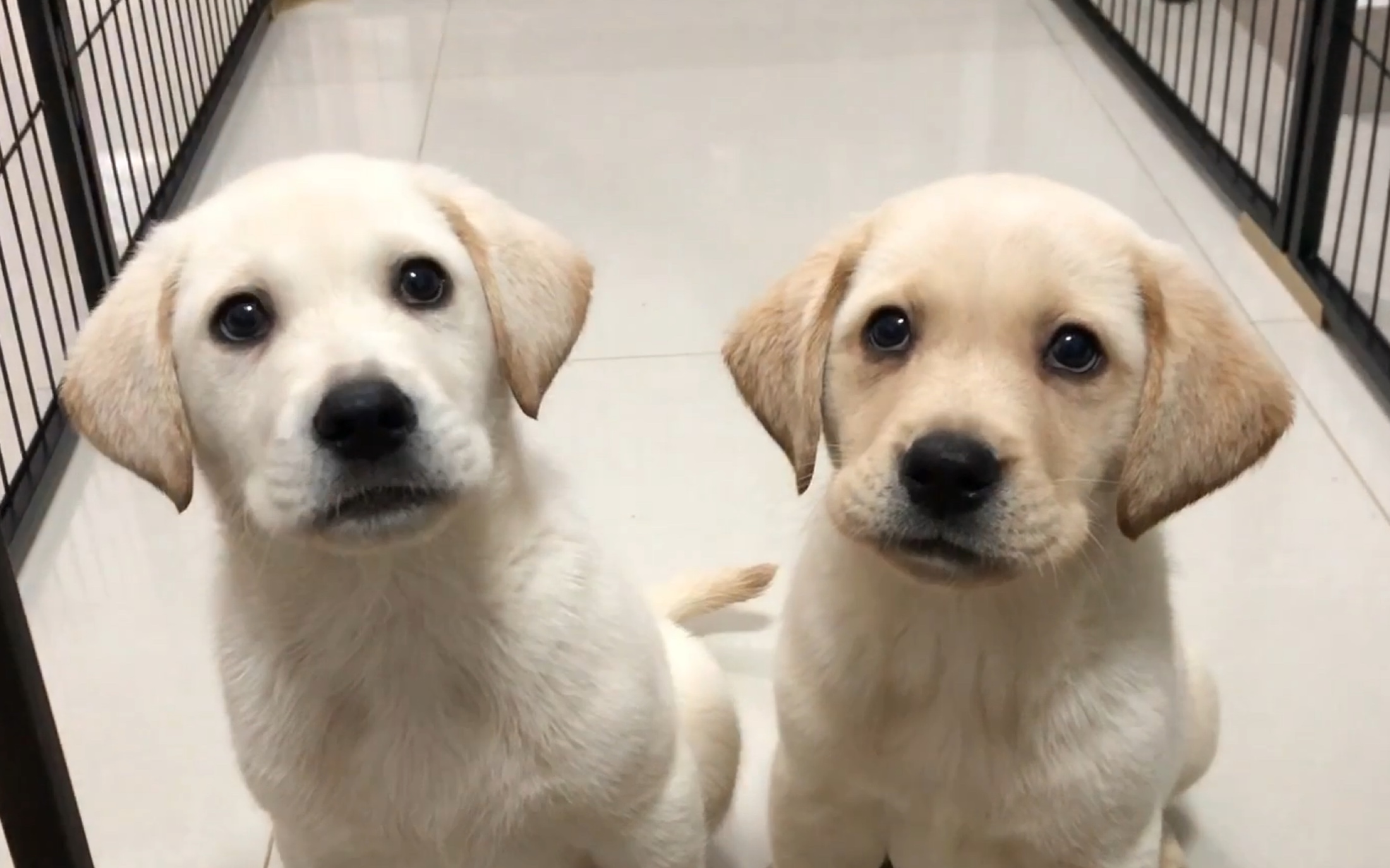 拉布拉多吃播贼可爱啃骨头啃到嗷嗷叫