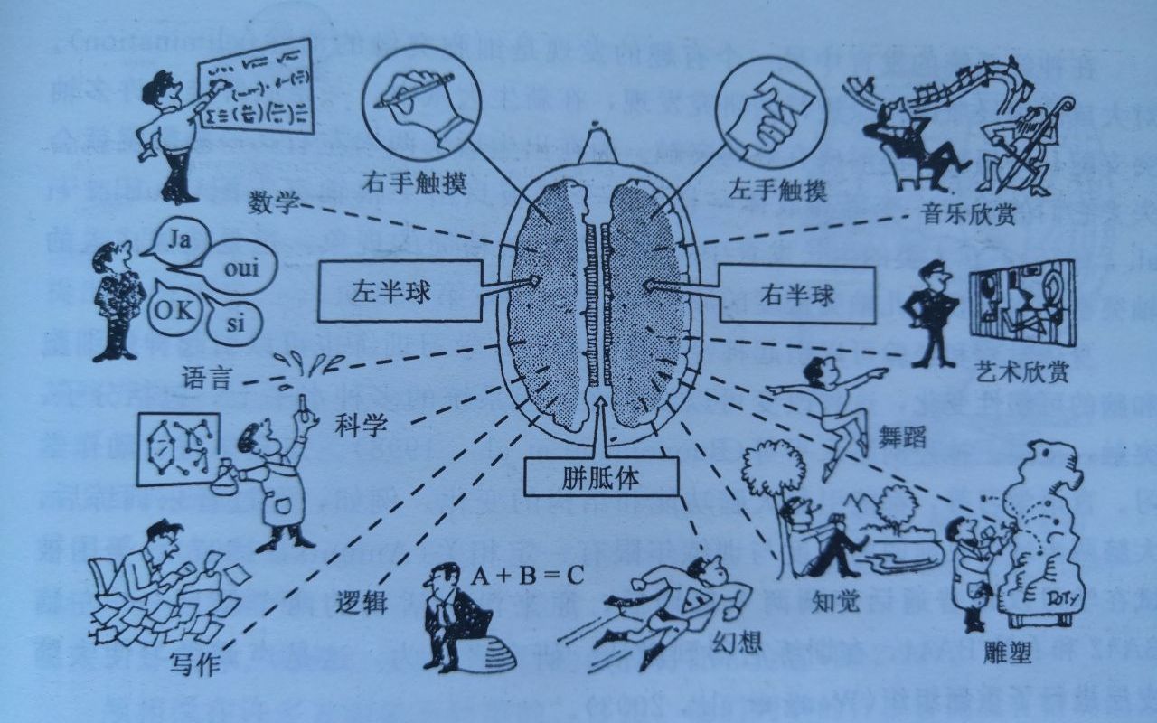 心理学考研312统考普通心理学割裂脑实验裂脑人实验