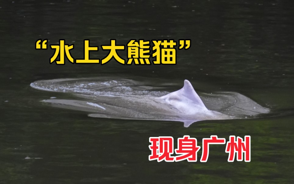 中华白海豚现身广州石井河,羊城晚报记者直击“水上大熊猫”救援现场哔哩哔哩bilibili