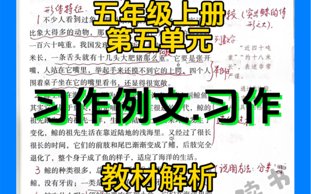 五年级上册第五单元习作例文与习作教材解析#五年级上册语文 #介绍一种事物 #《鲸》#《风向袋的制作》哔哩哔哩bilibili