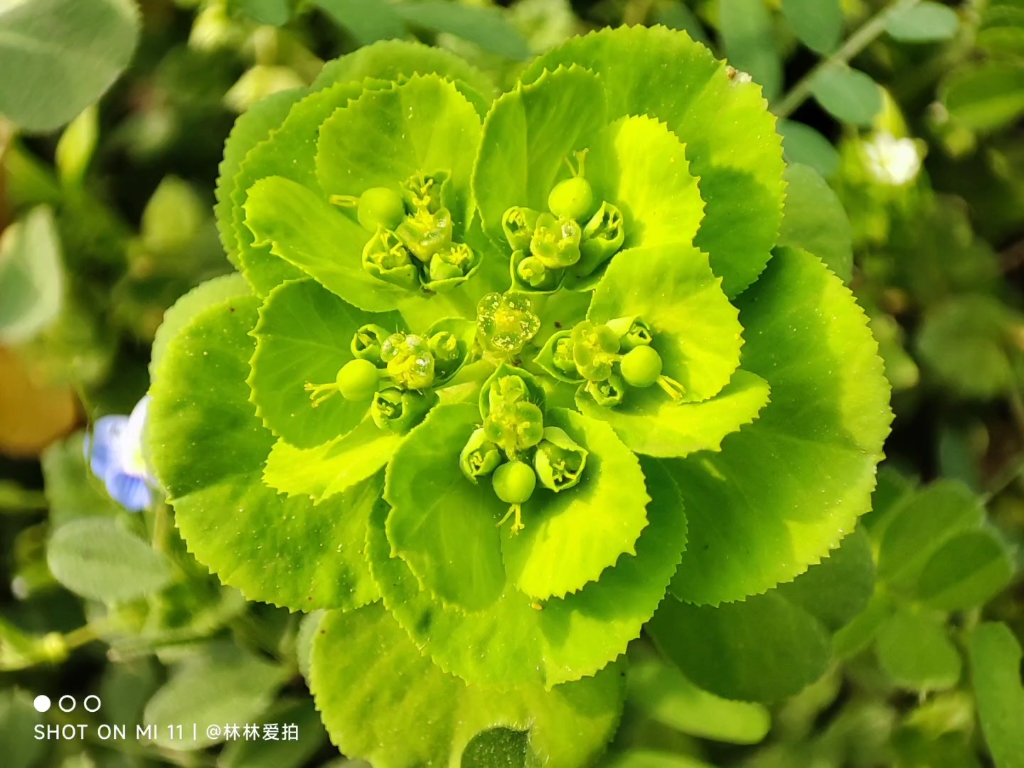 [图]暖阳下的樱花齐放，仿佛“忽如一夜春风来，千树万树梨花开”。甚是漂亮。但那最值得可敬的，非树下的花草莫属。你身躯卑微，但无妨开出属于自己的那最美的花。