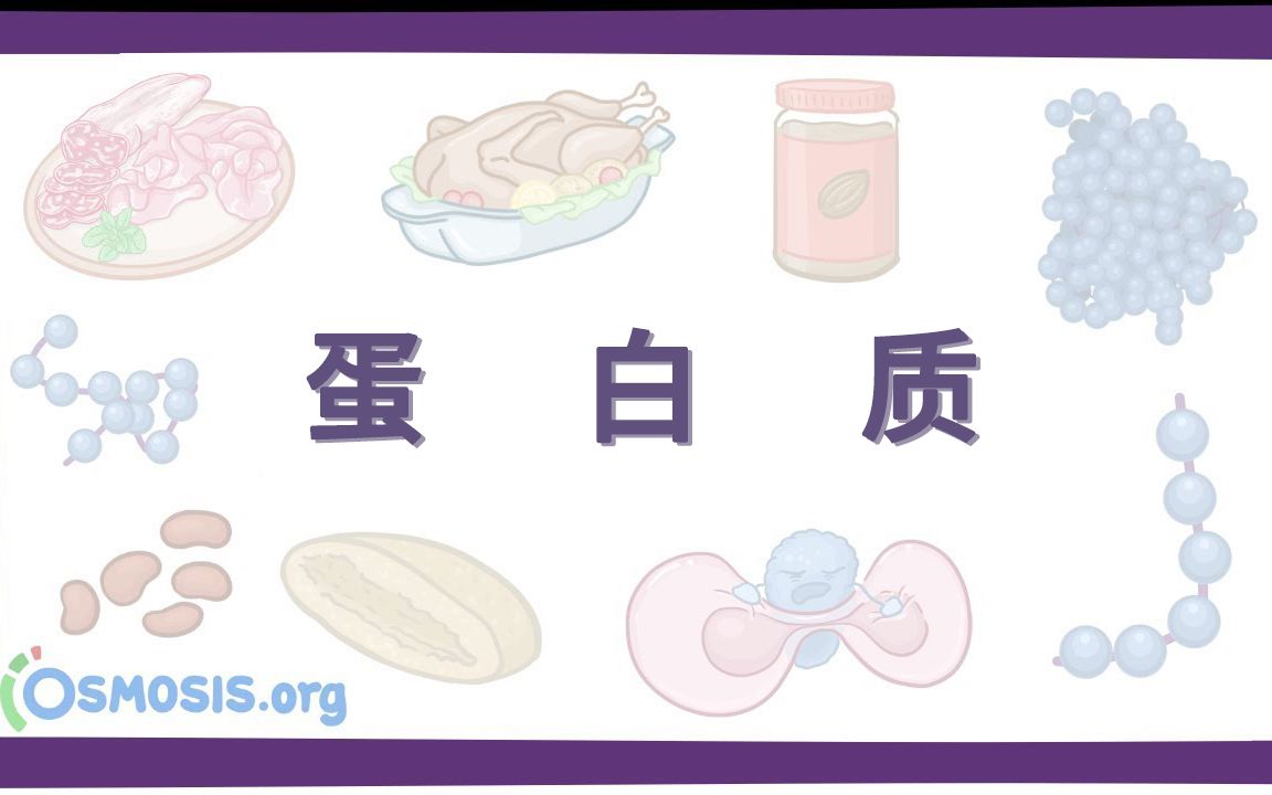 【Osmosis】蛋白质 Proteins(中英字幕)哔哩哔哩bilibili