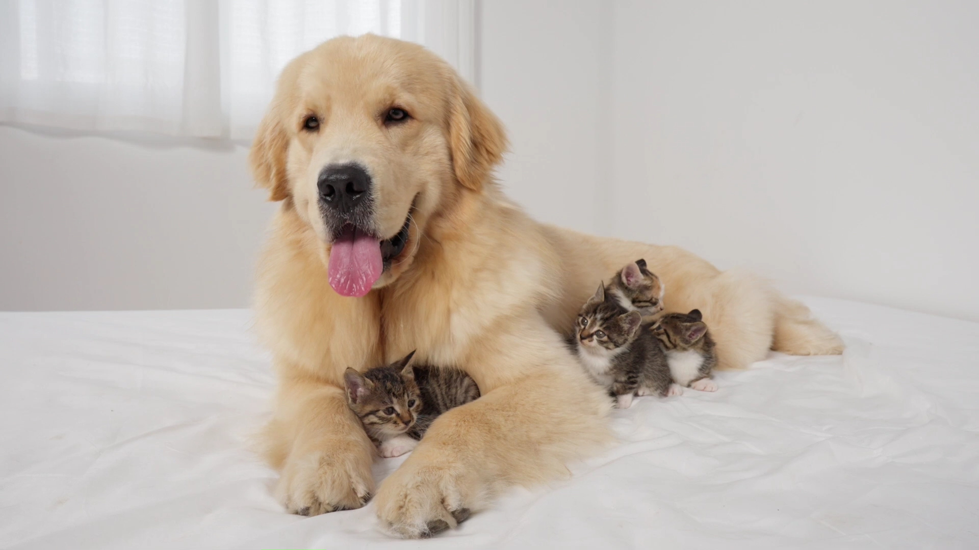 金毛像猫妈妈一样爱小猫