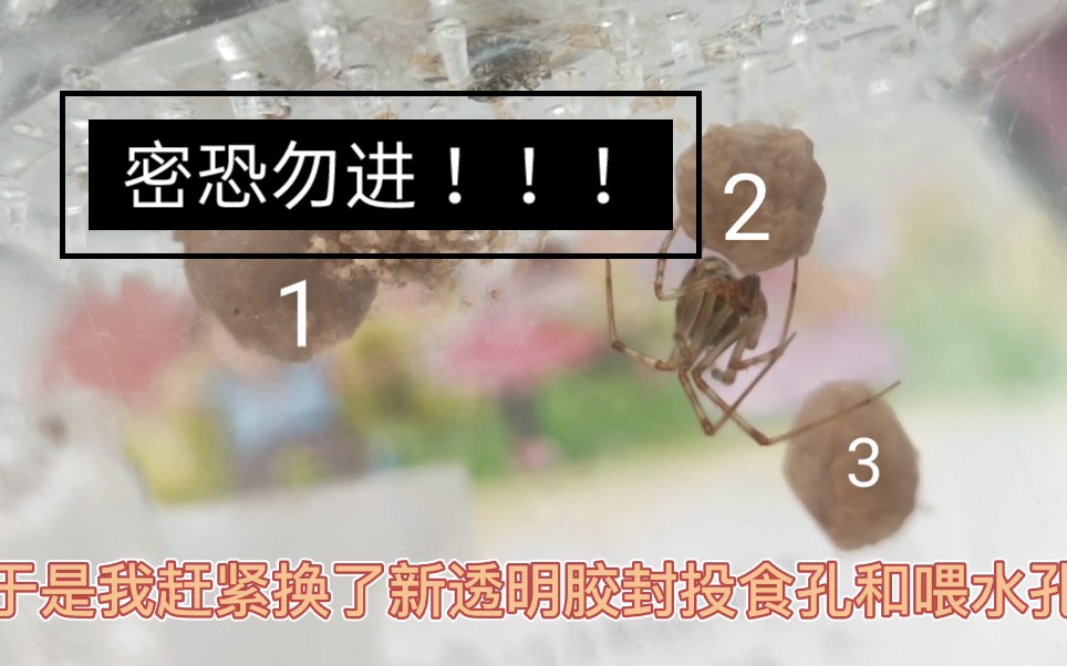 1号卵破壳温室拟肥腹蛛