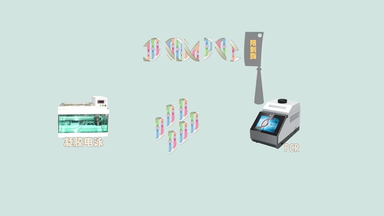 【生物】限制性内切酶哔哩哔哩bilibili