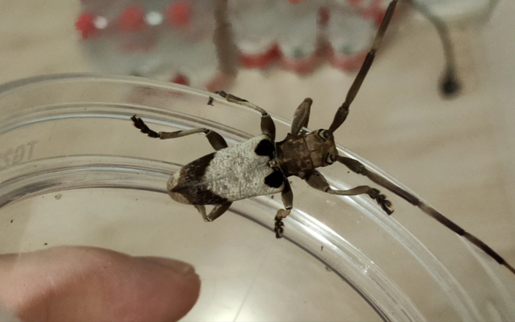 活动  解锁上海新天牛种类,第一次见,你们见过吗,好像是双斑锦天牛