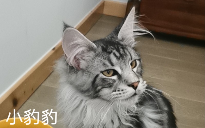 [图]有的猫外表霸气十足 叫起来奶声奶气