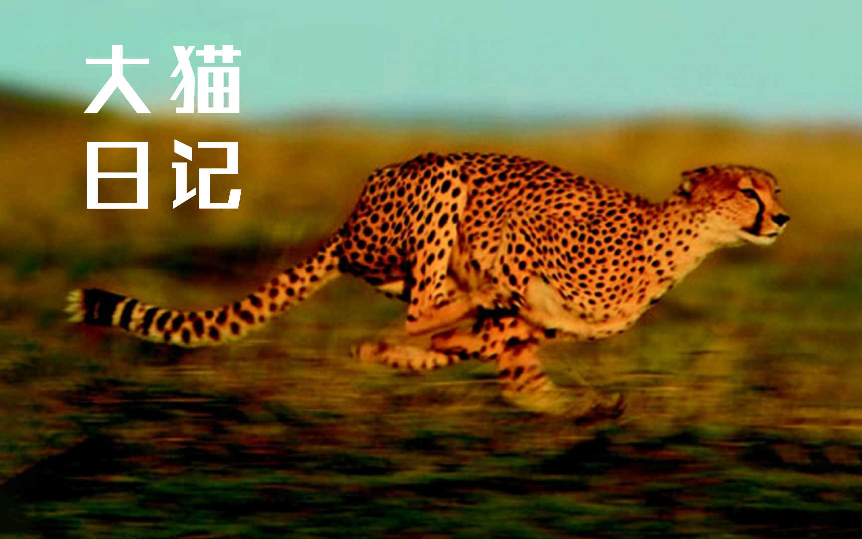 大猫日记第六季第2集