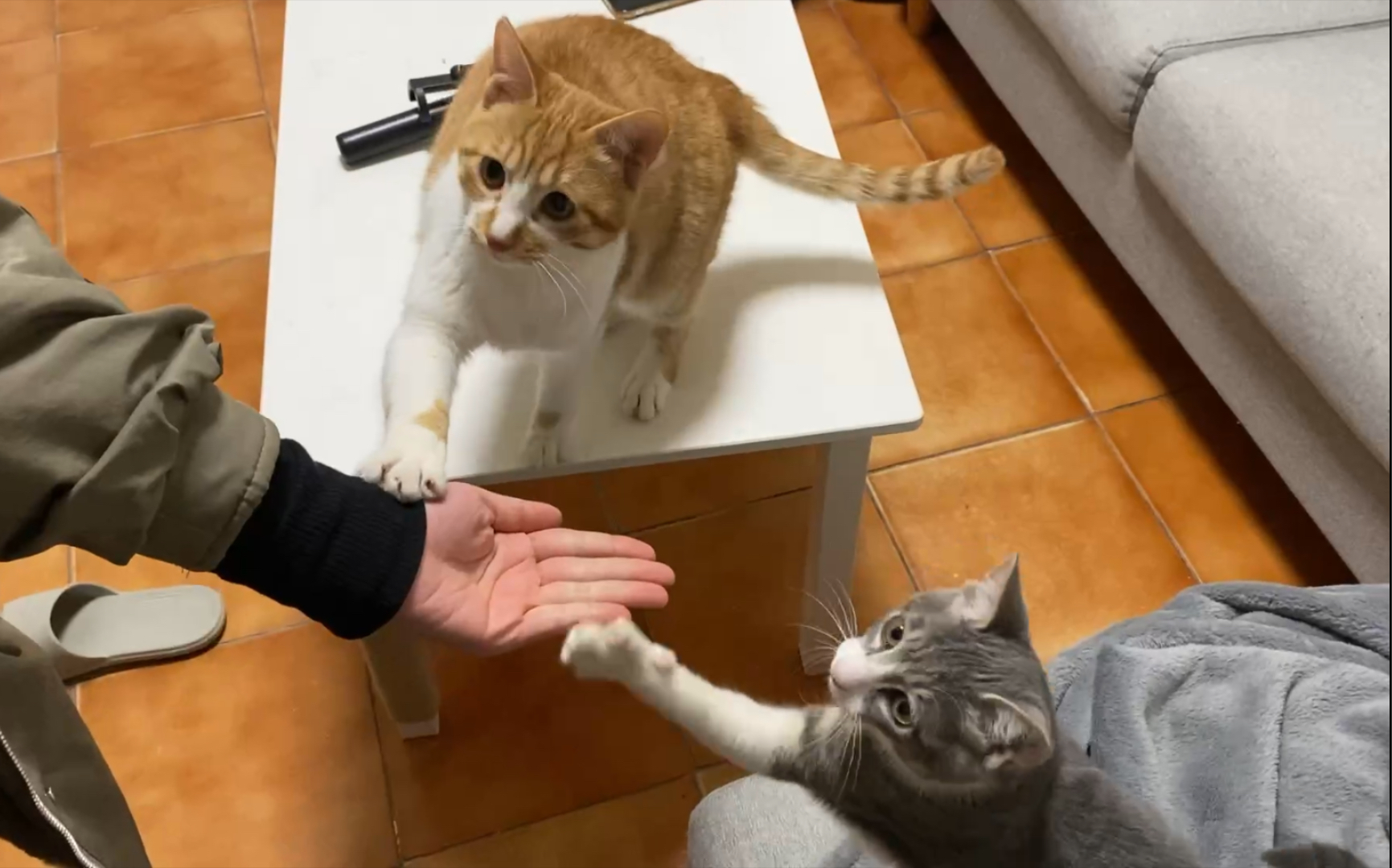 响片训练2 猫的记忆可好啦!两周没训练啦,还记得握爪爪!