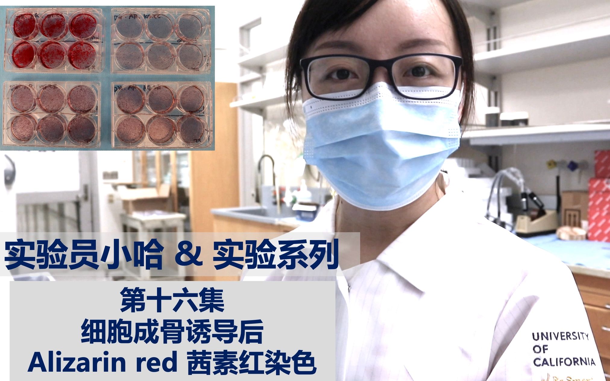 实验员小哈&实验系列  第十六集  细胞成骨诱导后Alizarin red茜素红染色哔哩哔哩bilibili