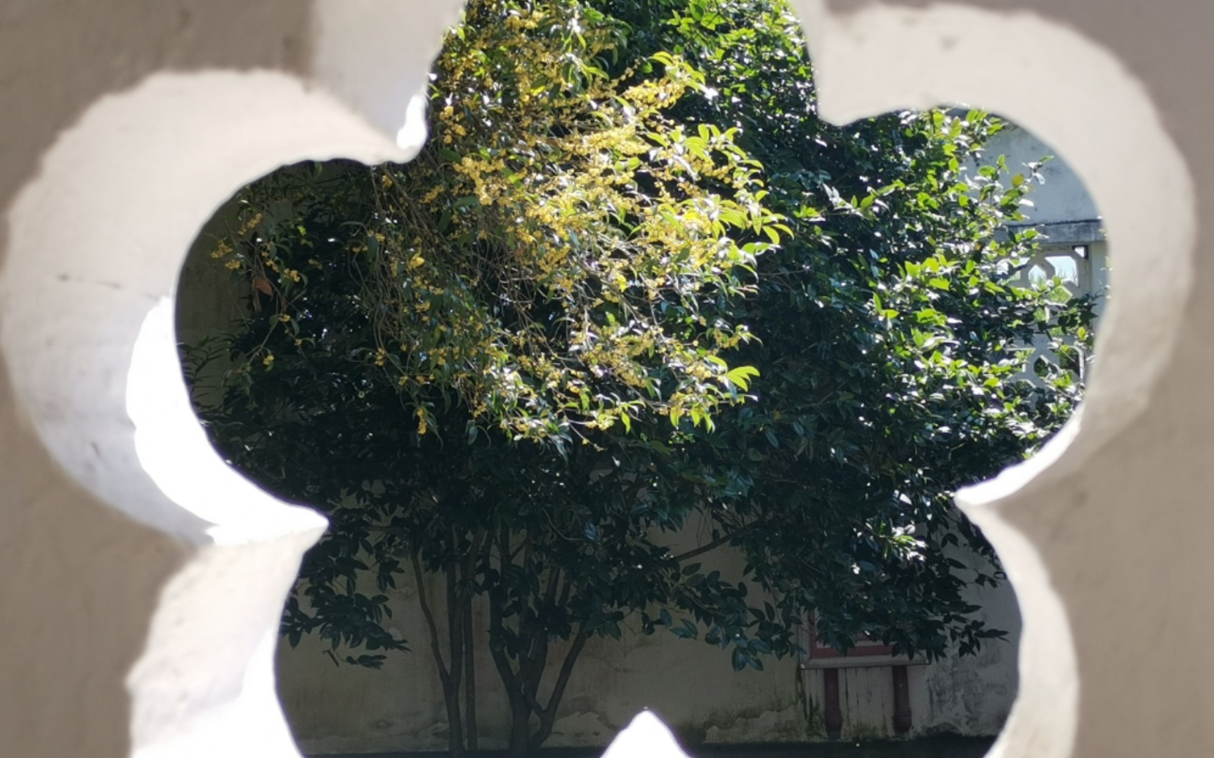 十月的龙岩古田是桂花味