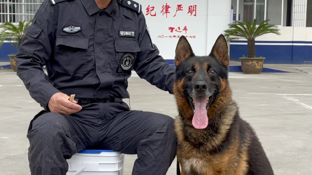 退役警犬招领养报名今天已经截止 ,下一步将筛选最适合的领养家庭