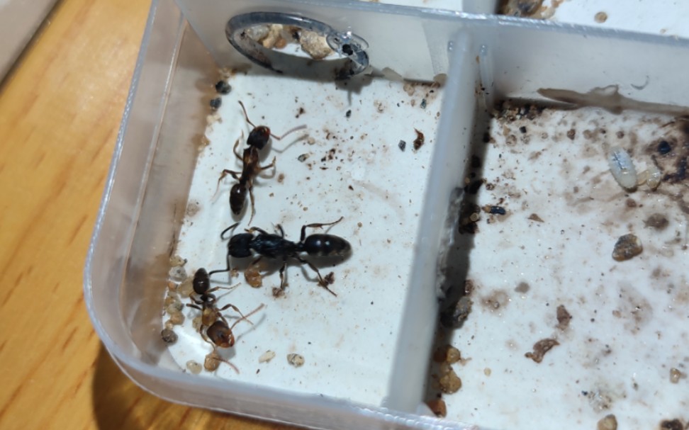 蚂蚁饲养〕大头蚁换巢成功;猎镰饲养近乎失败,视频最后是饲养成功的