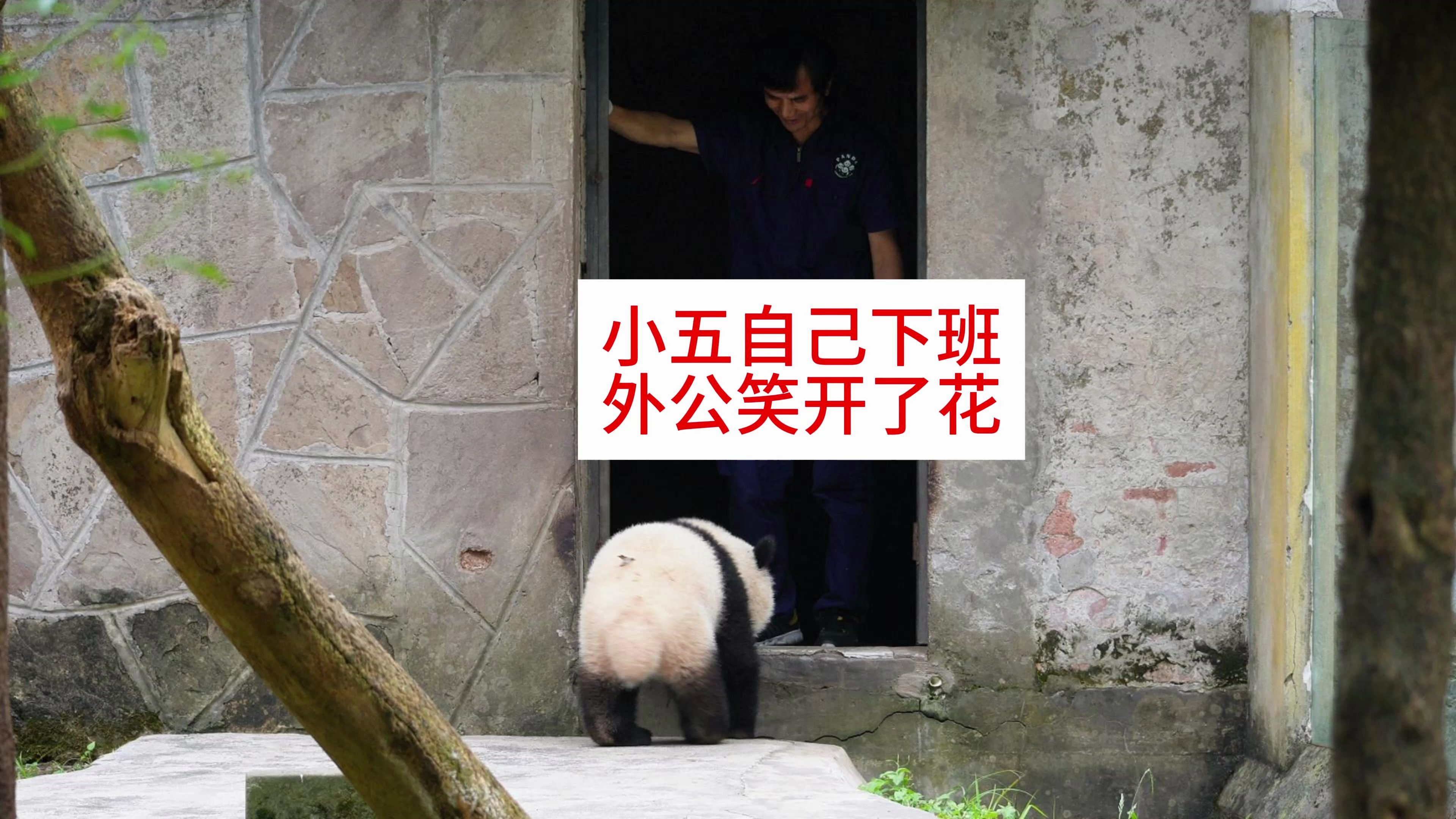 外公见小五自己下班笑开了花,怀里的孩子长大了,原声全过程