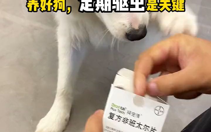 边牧牧野狗狗内驱,还是要选大牌子,有保障,安全,效果好,柯利犬也能用,三个月用一次,方便 宠物用品推荐 宠物驱虫 拜宠哔哩哔哩bilibili