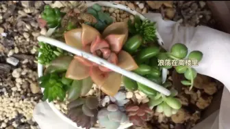 多肉礼 多肉植物 Succulent Plants 91 徒长子株结花 酮切 哔哩哔哩 つロ干杯 Bilibili