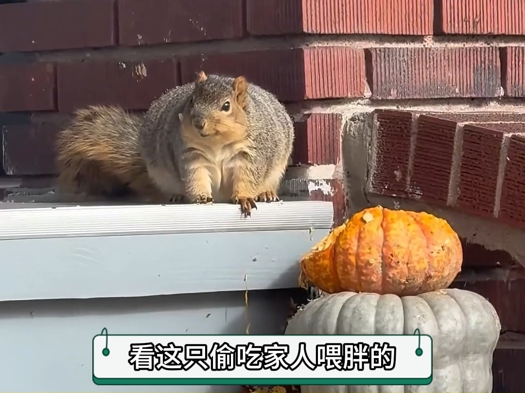 会划水的动物,北美灰松鼠