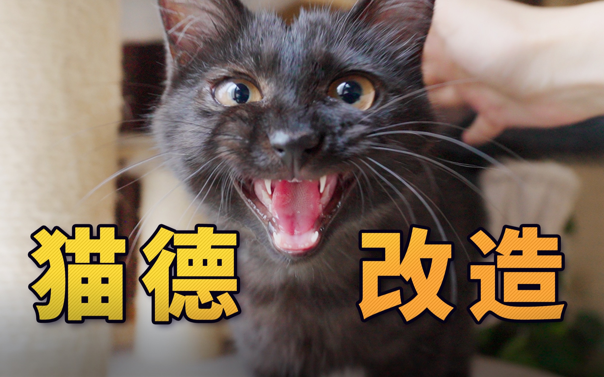 来,给年轻的小凶猫上一课!-圆圆的智子-圆圆的智子-哔哩哔哩视频