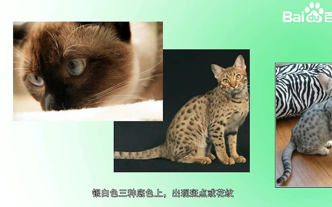 奥西猫百度百科哔哩哔哩bilibili