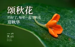 Video herunterladen: 秋天要结束了，我想歌颂一下秋花