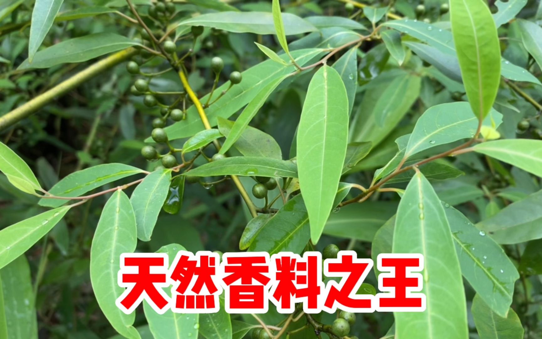 山鸡椒的功效与作用(山鸡椒的功效与作用,全面了解)