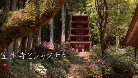 日本奈良的室生寺和石楠花在高野山普遍禁止女性参拜的时期室生寺就允许女性参拜也有女人高野室生寺的称呼 哔哩哔哩