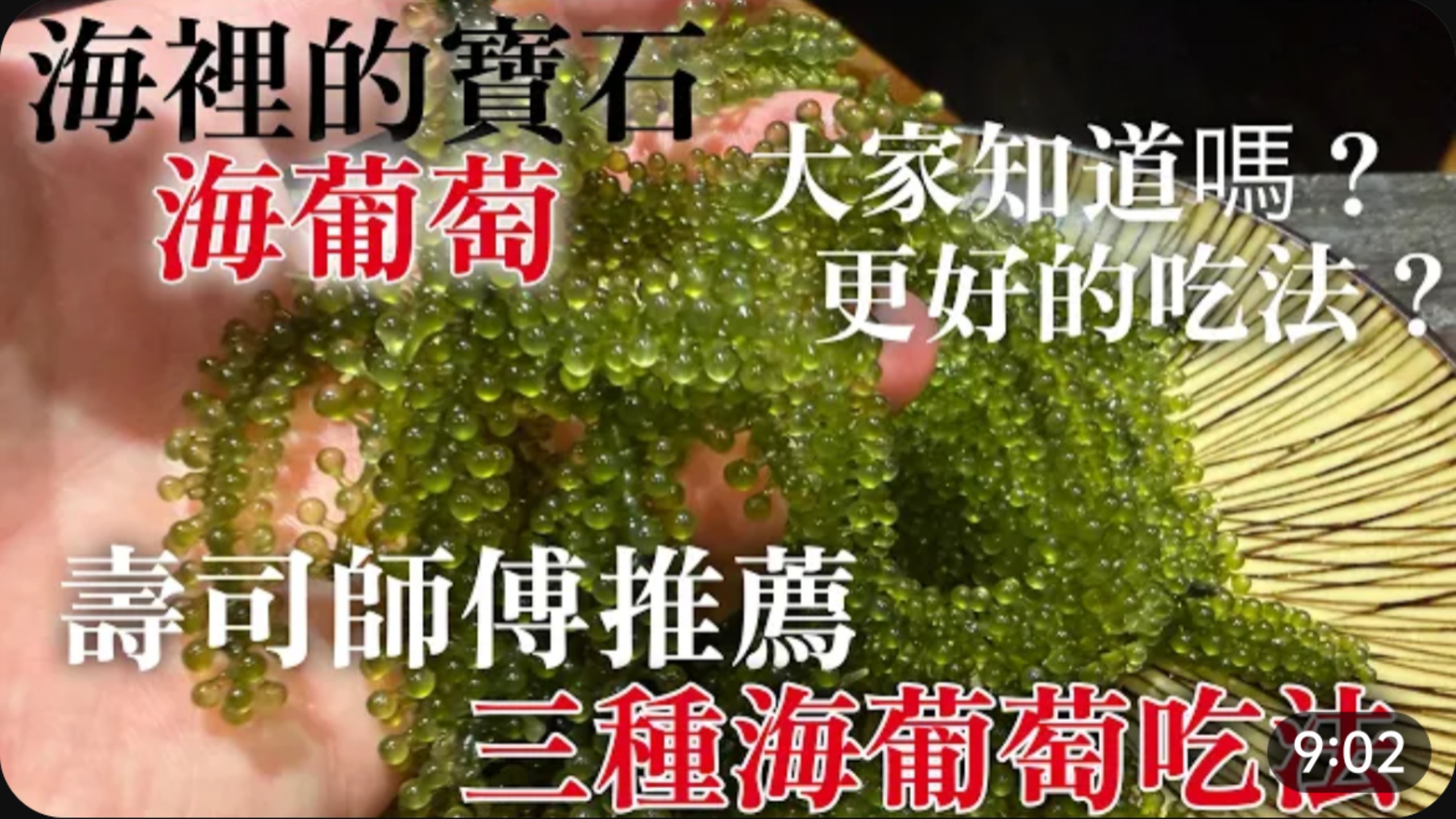 【海葡萄】不知道这种吃法就太可惜了。寿司师傅推荐，更能体现其风味的三种海葡萄吃法。