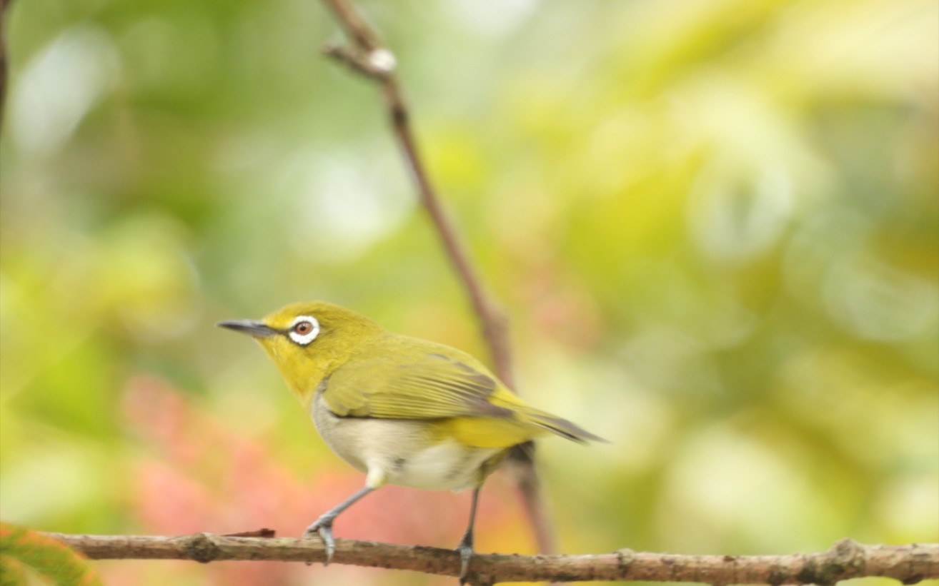 暗绿绣眼鸟在树上跳来跳去找果子吃,很难拍摄一长段视频,只能靠多段短