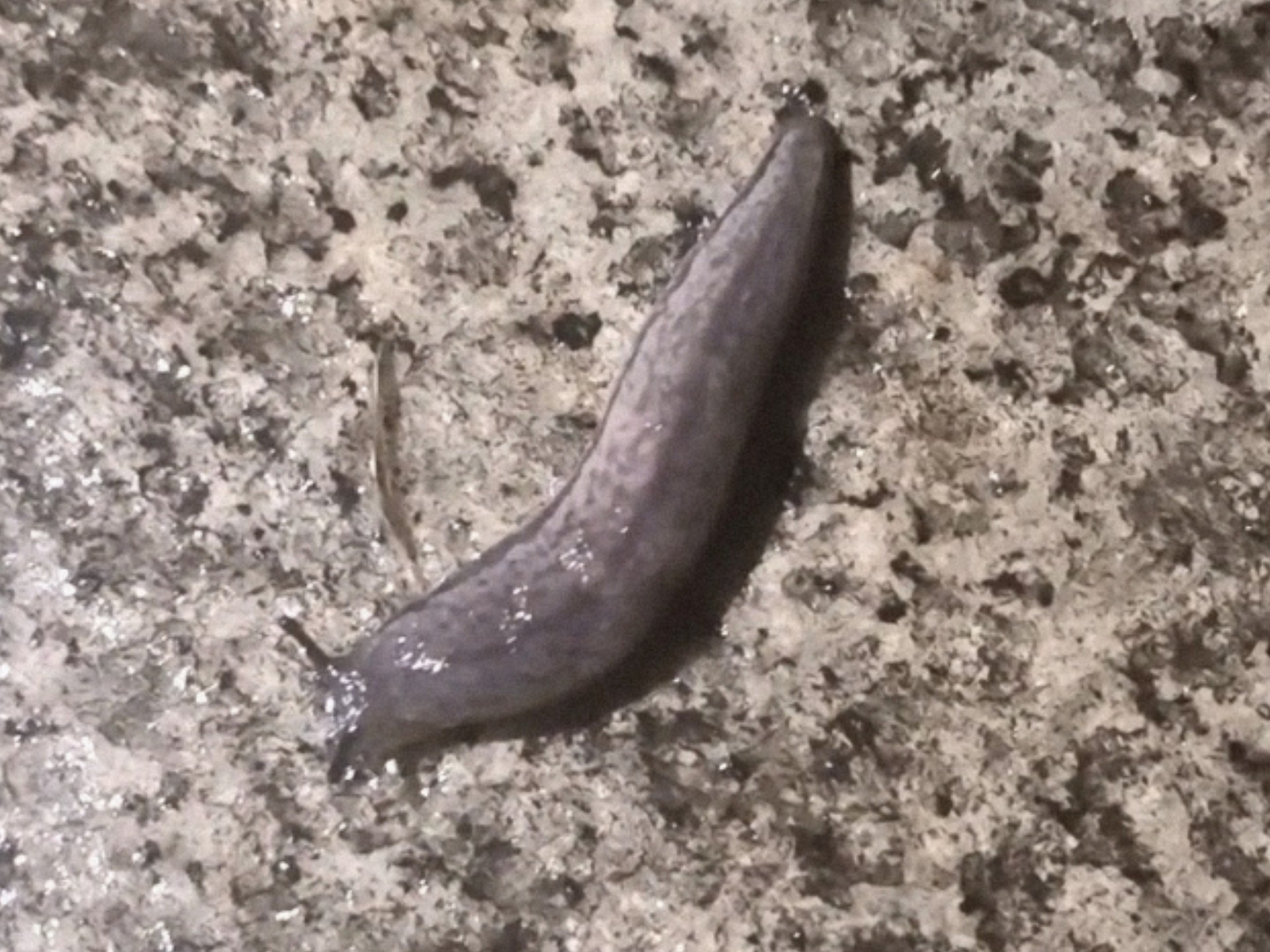 雨后发现四只鼻涕虫,这比打坦克解压