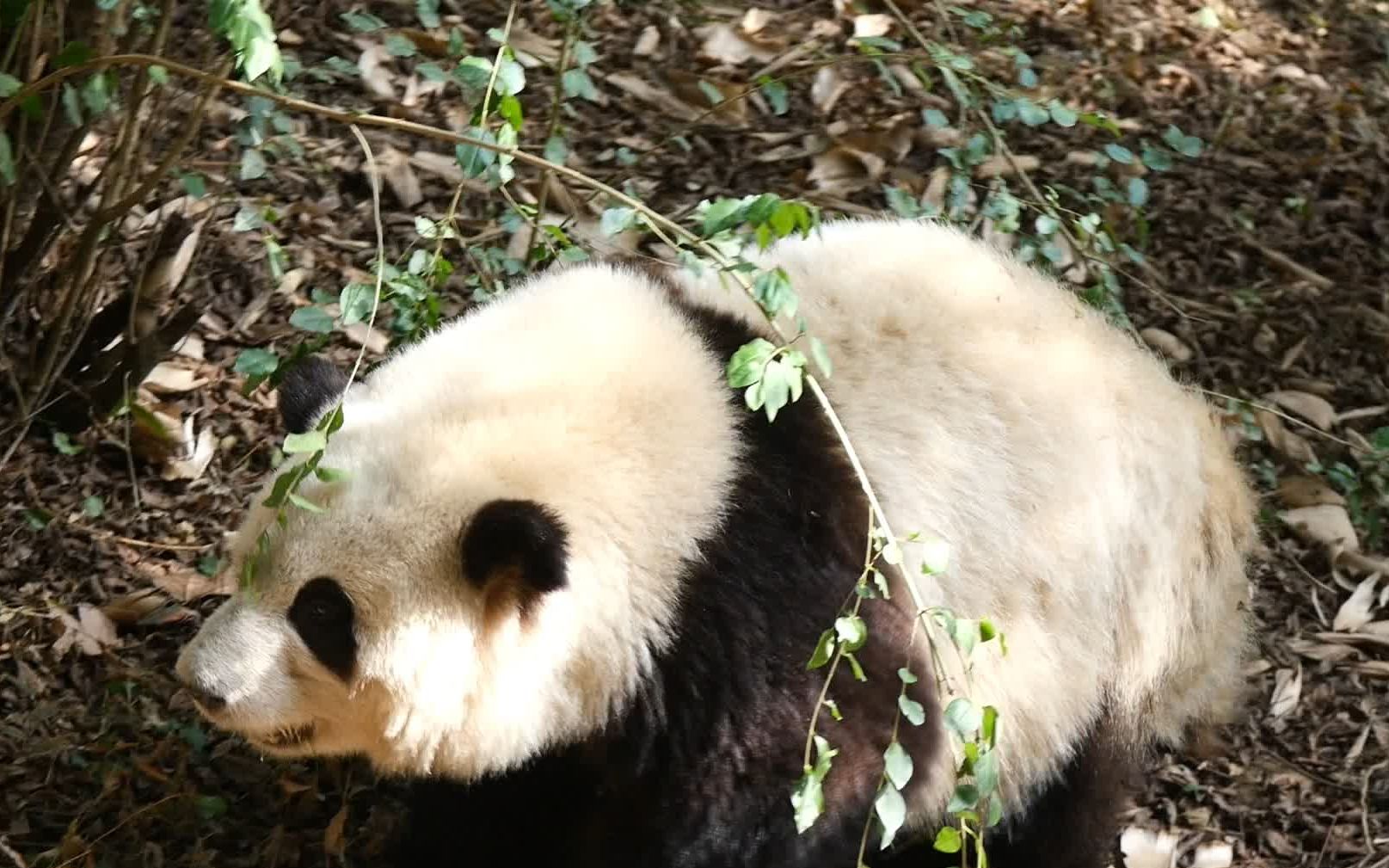 [图]3.1 三月的第一天，花花慢悠悠上完体育课，阳光透过树叶在花宝身上洒下斑驳的光影😍 【大熊猫和花】