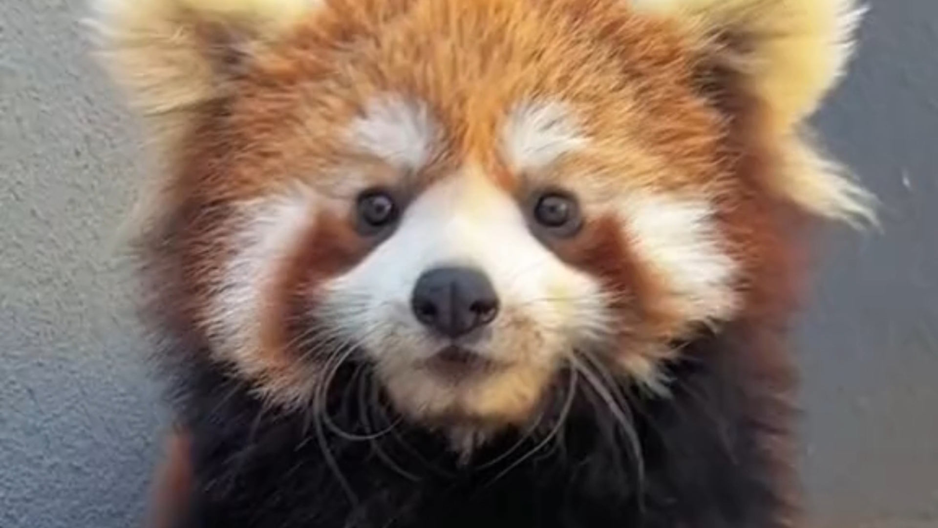 小熊猫吐舌头的样子真是可爱呢