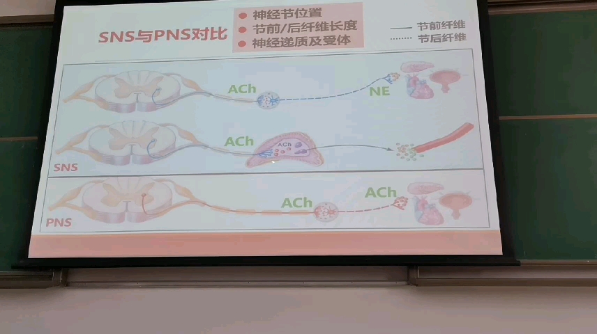 节前纤维节后纤维哔哩哔哩bilibili